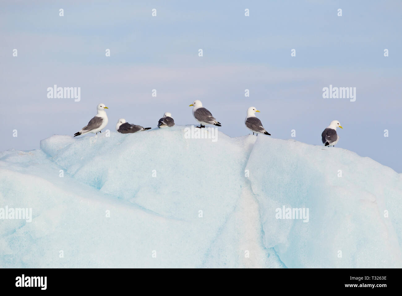 Nero-Kittiwakes zampe su Iceberg, Rissa tridactyla, Spitsbergen, Oceano Artico, Norvegia Foto Stock