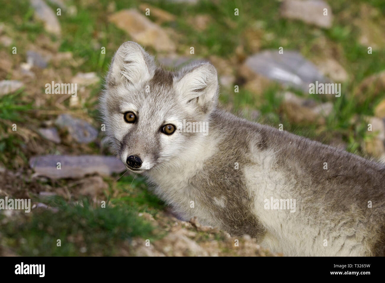 Arctic Fox in colori estivi, Vulpes lagopus, Spitsbergen, Oceano Artico, Norvegia Foto Stock