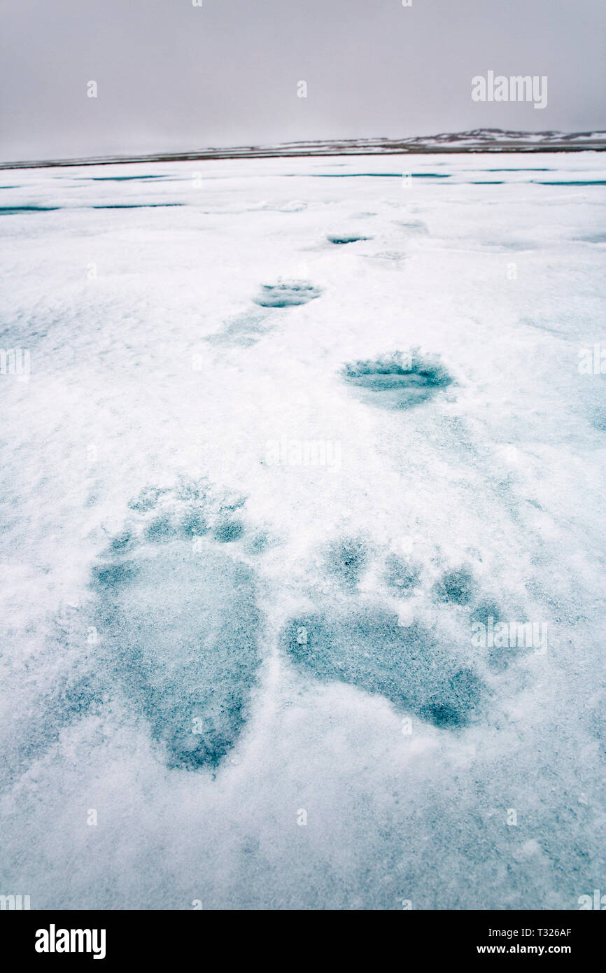 Footprint di Orso Polare, Ursus maritimus, Spitsbergen, Oceano Artico, Norvegia Foto Stock