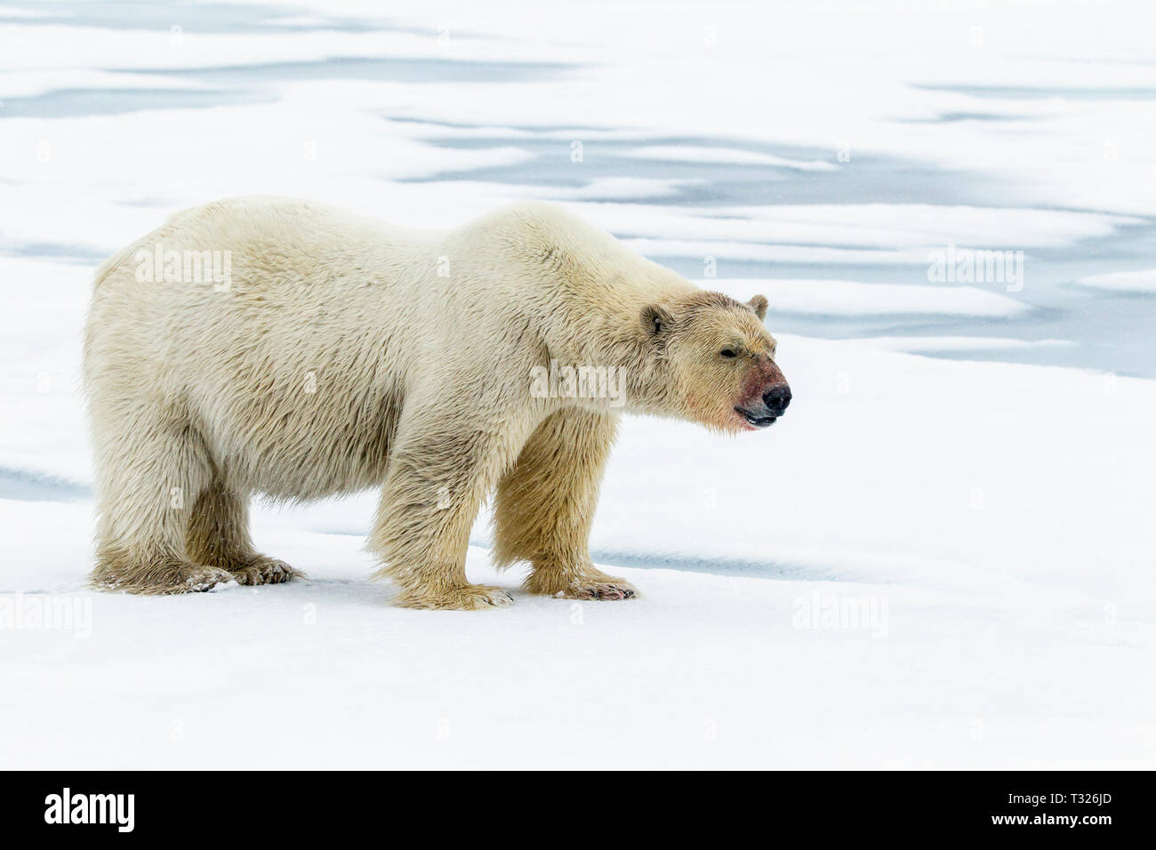Orso polare, Ursus maritimus, Spitsbergen, Oceano Artico, Norvegia Foto Stock