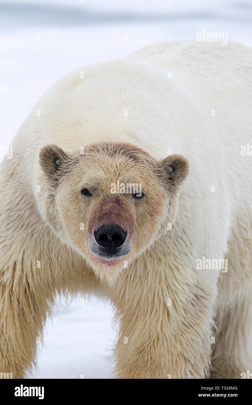 Orso polare, Ursus maritimus, Spitsbergen, Oceano Artico, Norvegia Foto Stock