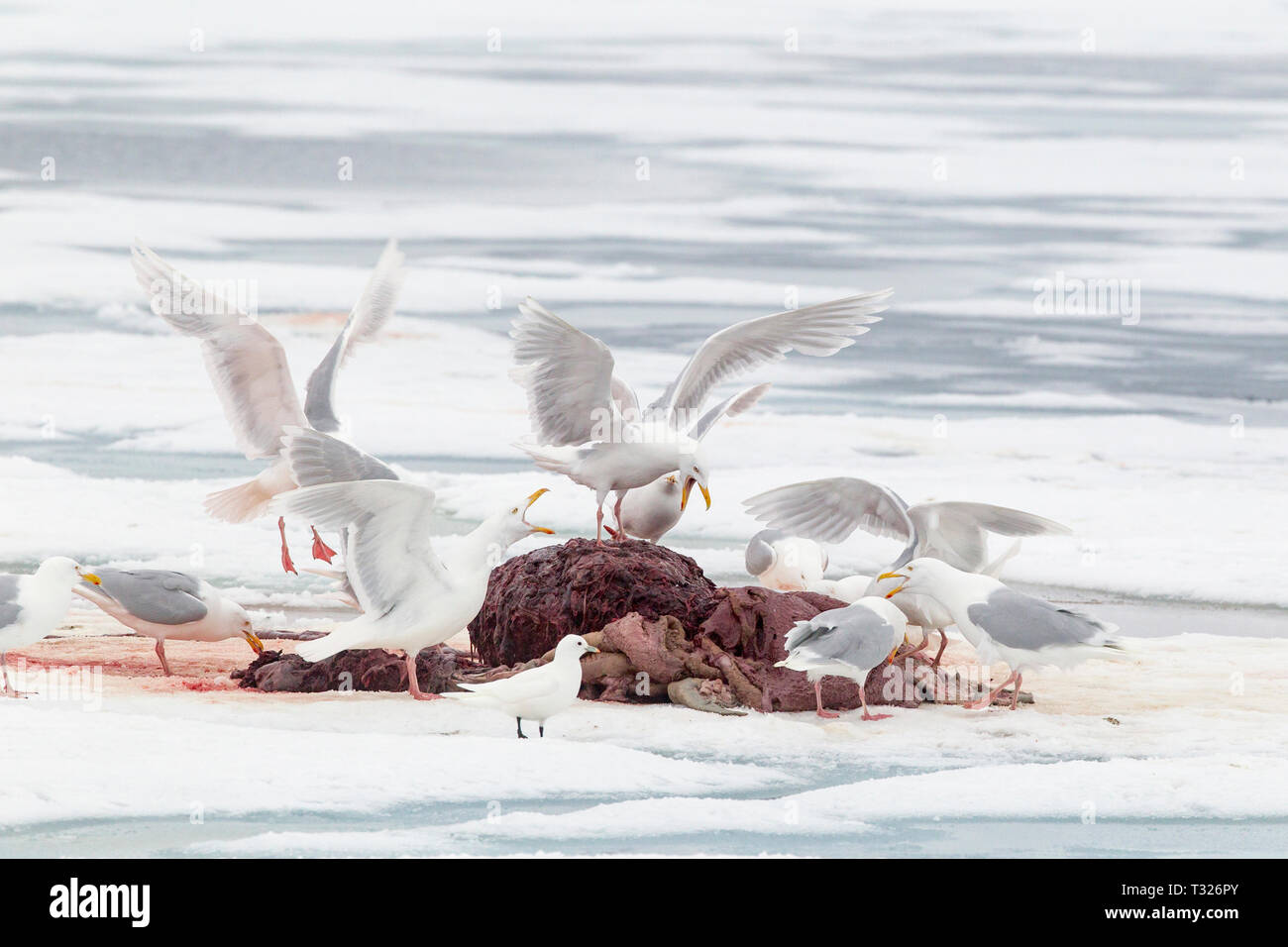 Glaucous Gabbiani mangiare il resto dei morti tricheco, Larus hyperboreus, Spitsbergen, Oceano Artico, Norvegia Foto Stock
