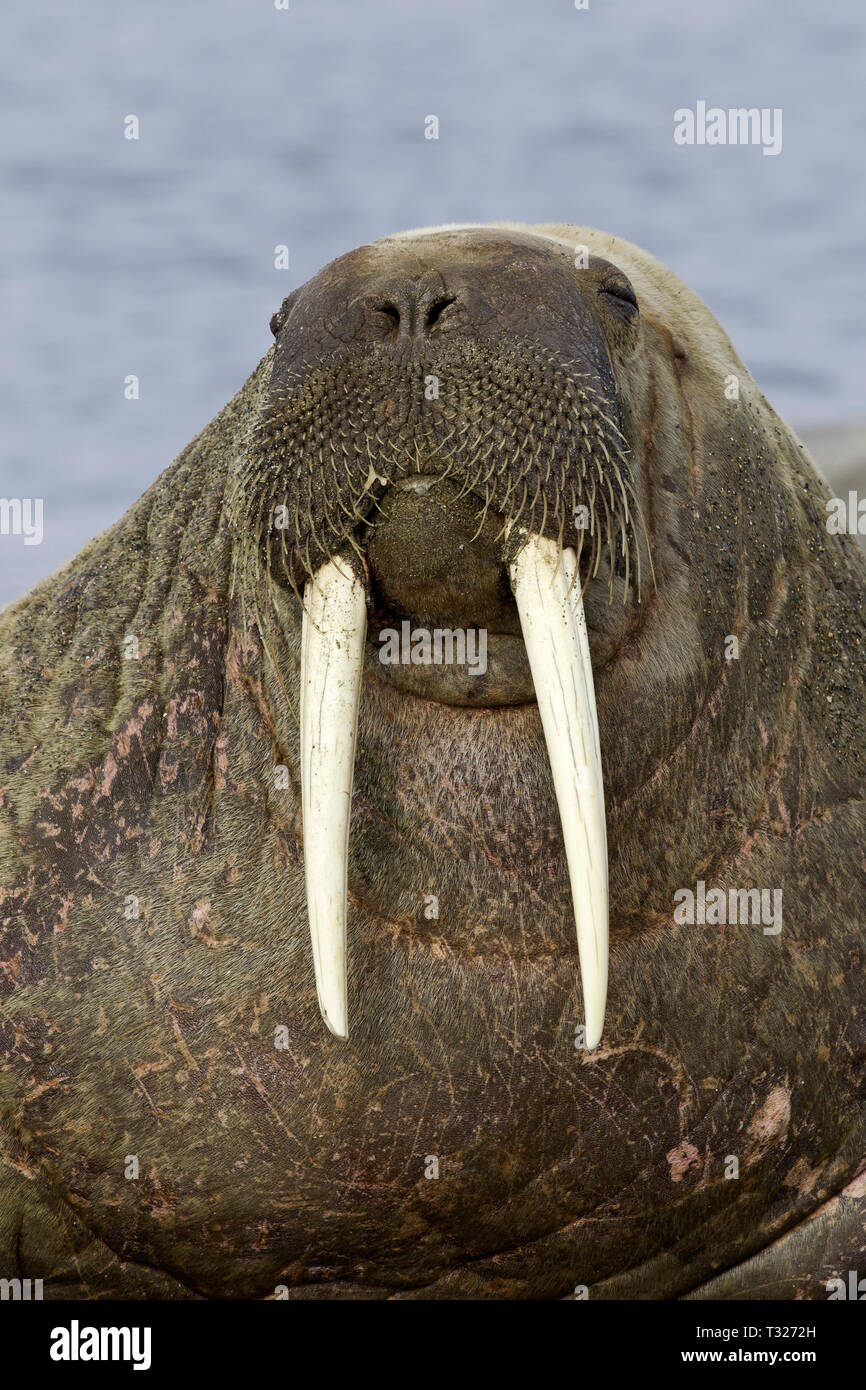 Atlantic tricheco, Odobenus rosmarus, Spitsbergen, Oceano Artico, Norvegia Foto Stock