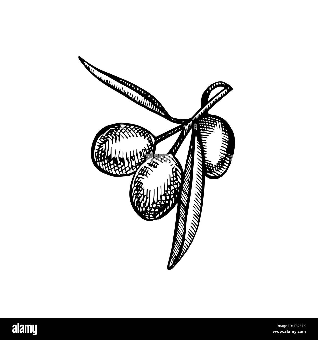 Un ramo di olive mature è succosa versata con olio. Mercato degli Agricoltori menu design. Alimenti biologici poster. Mano Vintage bozzetto illustrazione. Grap lineare Foto Stock