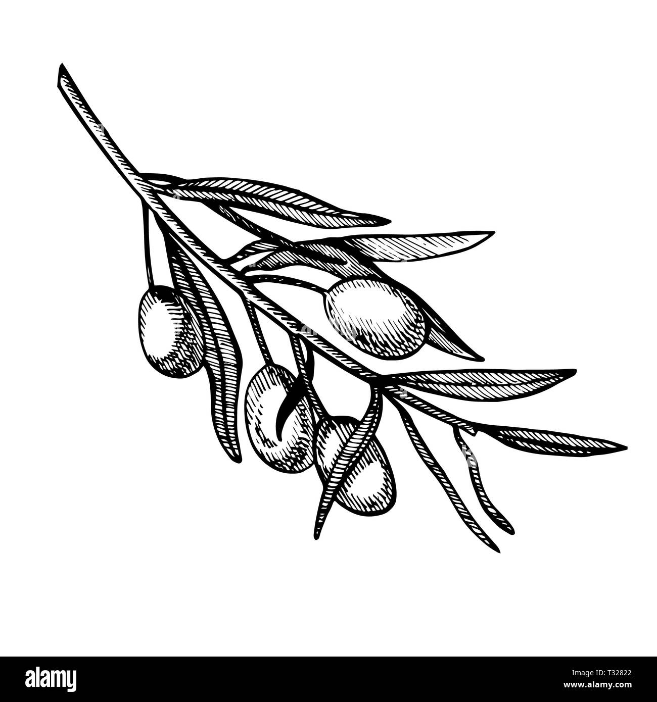 Un ramo di olive mature è succosa versata con olio. Mercato degli Agricoltori menu design. Alimenti biologici poster. Mano Vintage bozzetto illustrazione. Grap lineare Foto Stock