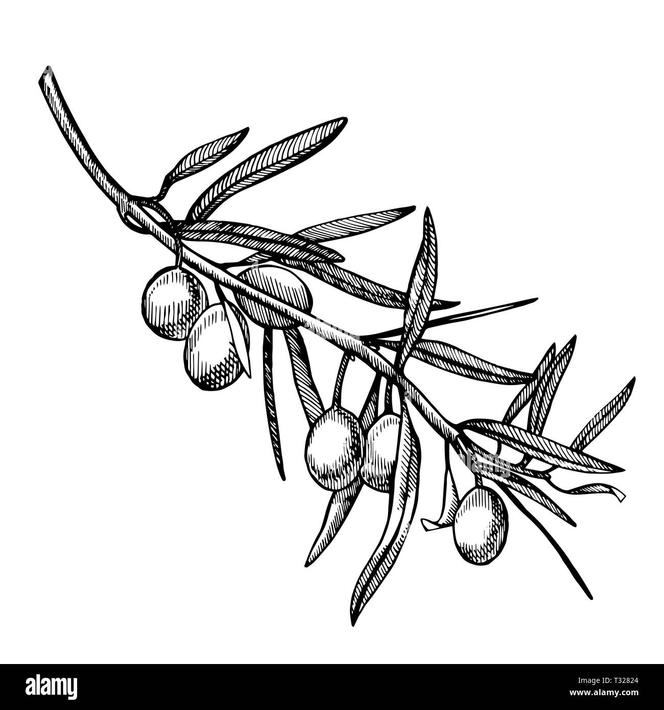 Un ramo di olive mature è succosa versata con olio. Mercato degli Agricoltori menu design. Alimenti biologici poster. Mano Vintage bozzetto illustrazione. Grap lineare Foto Stock