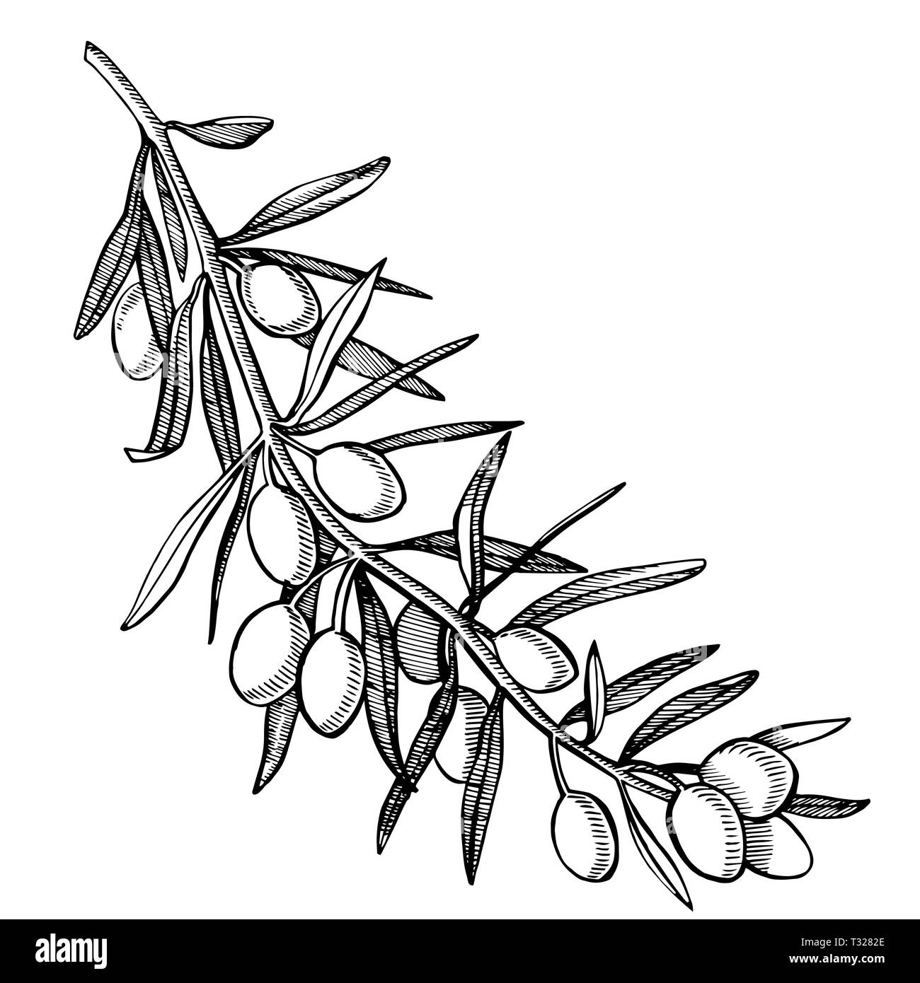 Un ramo di olive mature è succosa versata con olio. Mercato degli Agricoltori menu design. Alimenti biologici poster. Mano Vintage bozzetto illustrazione. Grap lineare Foto Stock