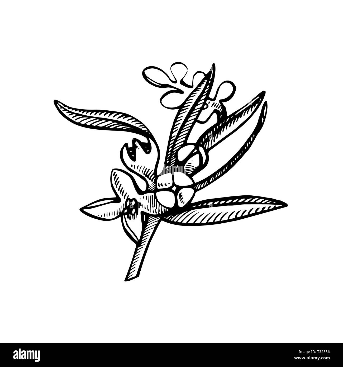 Un ramo di olive mature è succosa versata con olio. Mercato degli Agricoltori menu design. Alimenti biologici poster. Mano Vintage bozzetto illustrazione. Grap lineare Foto Stock