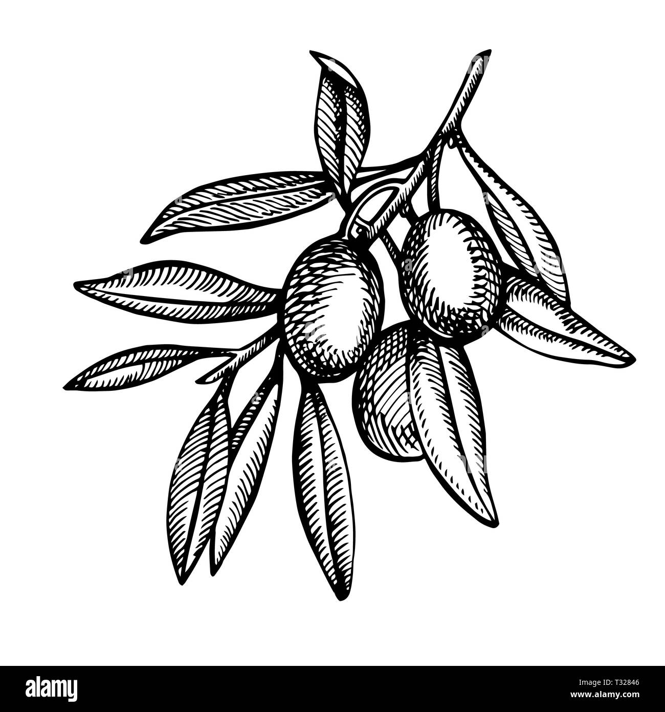 Un ramo di olive mature è succosa versata con olio. Mercato degli Agricoltori menu design. Alimenti biologici poster. Mano Vintage bozzetto illustrazione. Grap lineare Foto Stock