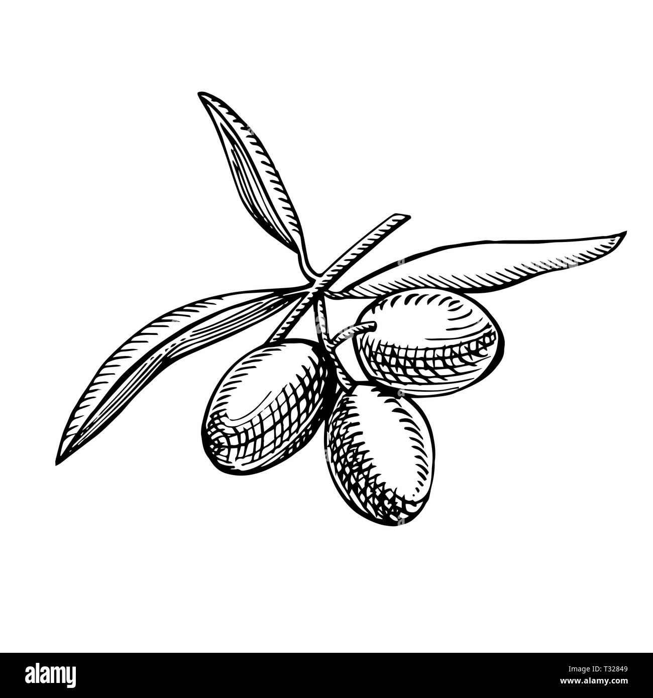 Un ramo di olive mature è succosa versata con olio. Mercato degli Agricoltori menu design. Alimenti biologici poster. Mano Vintage bozzetto illustrazione. Grap lineare Foto Stock