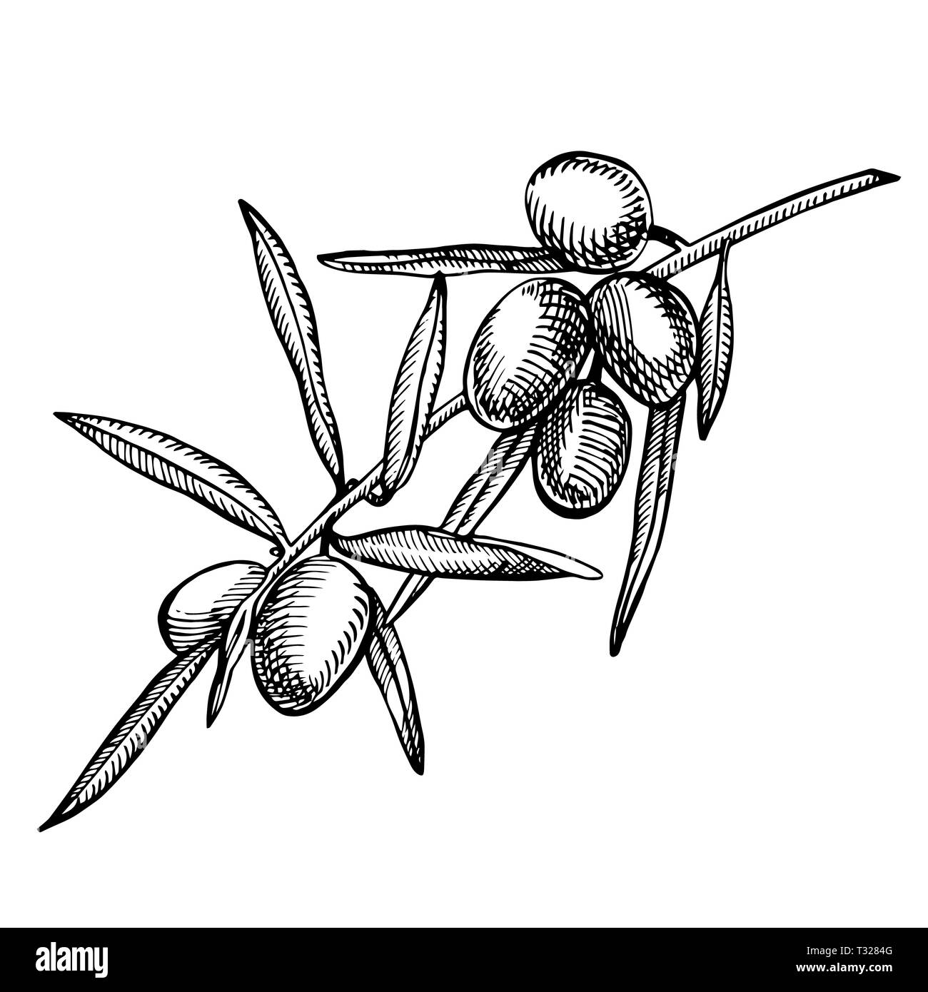 Un ramo di olive mature è succosa versata con olio. Mercato degli Agricoltori menu design. Alimenti biologici poster. Mano Vintage bozzetto illustrazione. Grap lineare Foto Stock