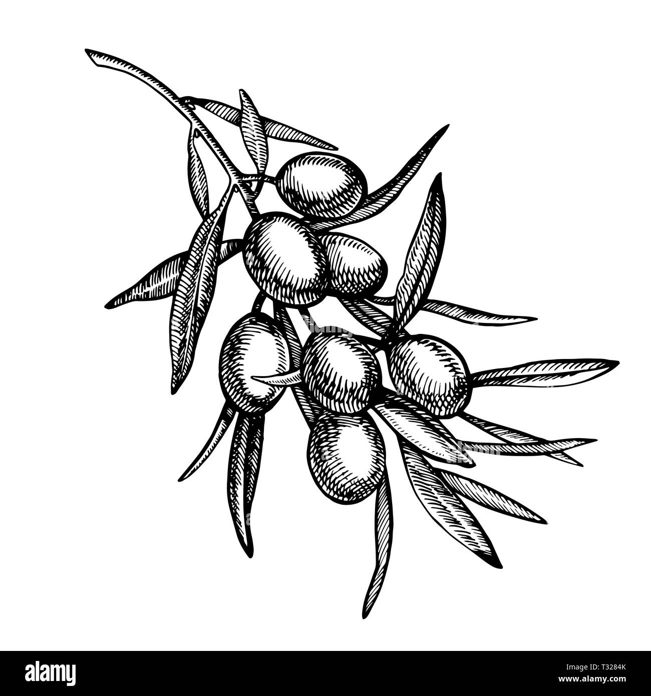 Un ramo di olive mature è succosa versata con olio. Mercato degli Agricoltori menu design. Alimenti biologici poster. Mano Vintage bozzetto illustrazione. Grap lineare Foto Stock