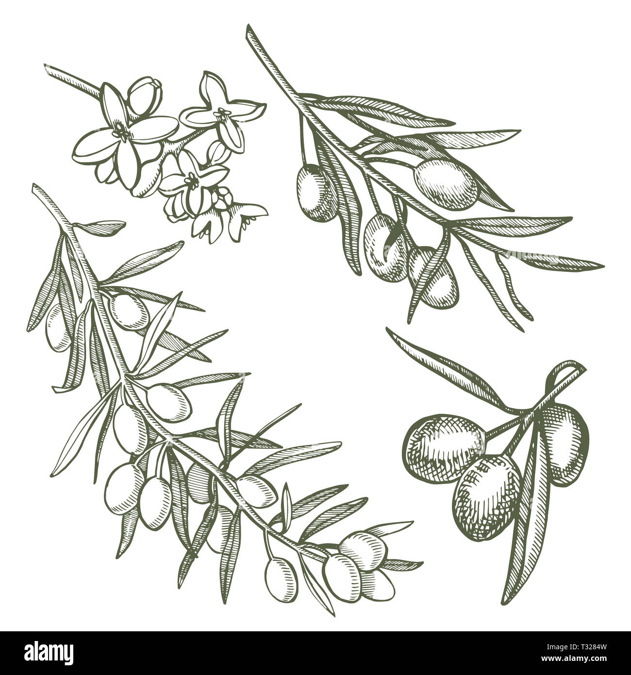 Un ramo di olive mature è succosa versata con olio. Mercato degli Agricoltori menu design. Alimenti biologici poster. Mano Vintage bozzetto illustrazione. Grap lineare Foto Stock