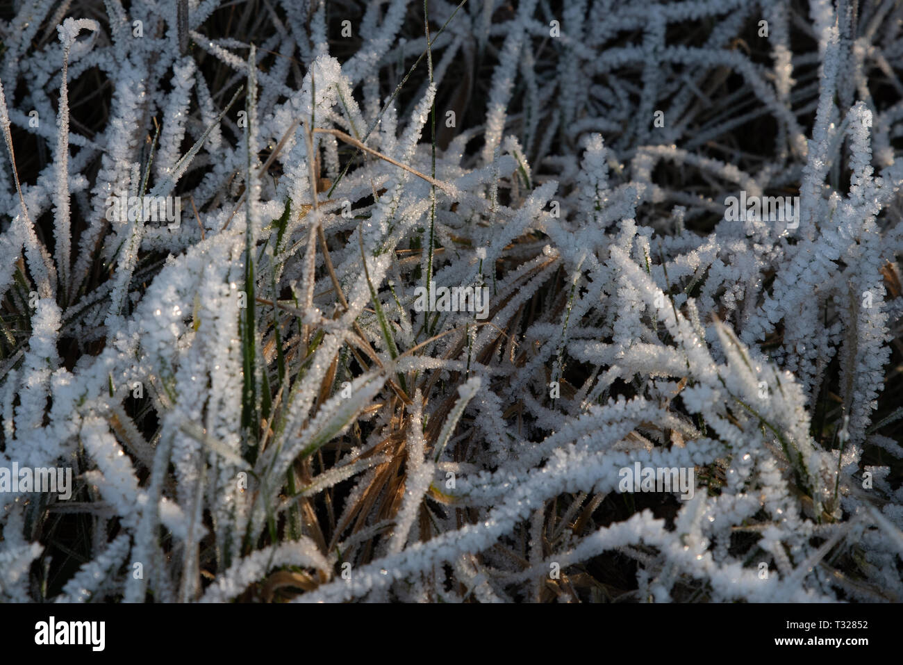 Erba del campo coperto con cristalli di ghiaccio illuminata dal sole, la profondità di campo Foto Stock