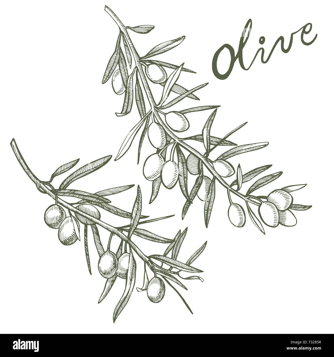 Un ramo di olive mature è succosa versata con olio. Mercato degli Agricoltori menu design. Alimenti biologici poster. Mano Vintage bozzetto illustrazione. Grap lineare Foto Stock