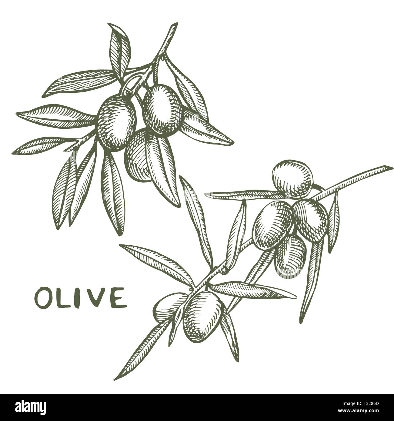 Un ramo di olive mature è succosa versata con olio. Mercato degli Agricoltori menu design. Alimenti biologici poster. Mano Vintage bozzetto illustrazione. Grap lineare Foto Stock