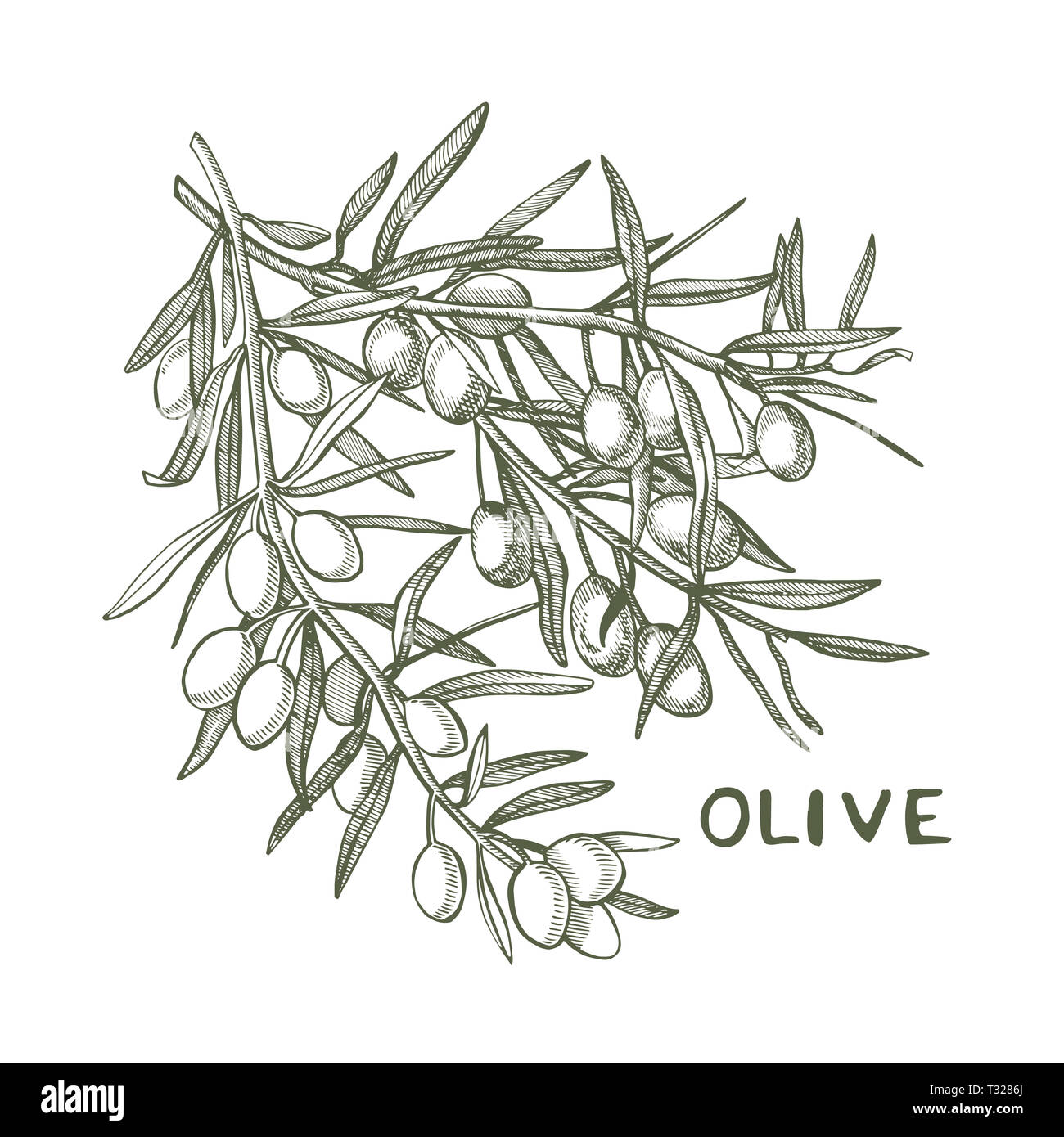 Un ramo di olive mature è succosa versata con olio. Mercato degli Agricoltori menu design. Alimenti biologici poster. Mano Vintage bozzetto illustrazione. Grap lineare Foto Stock