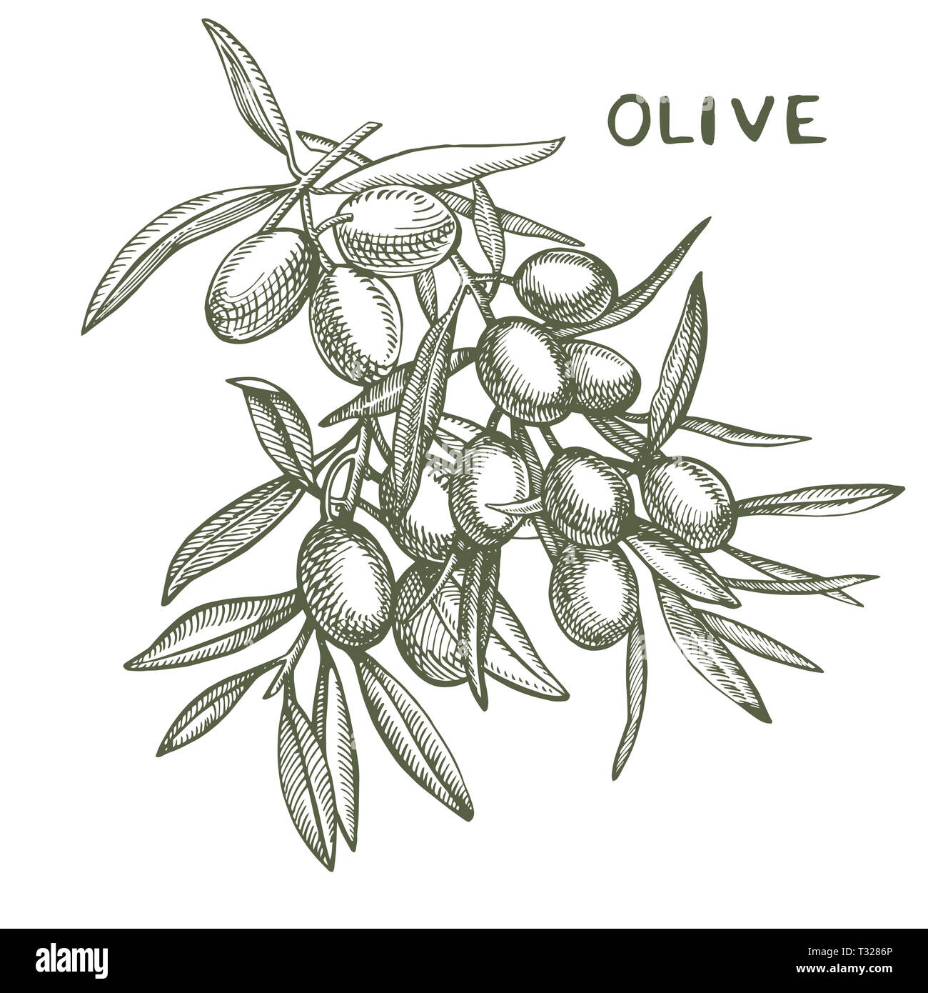 Un ramo di olive mature è succosa versata con olio. Mercato degli Agricoltori menu design. Alimenti biologici poster. Mano Vintage bozzetto illustrazione. Grap lineare Foto Stock