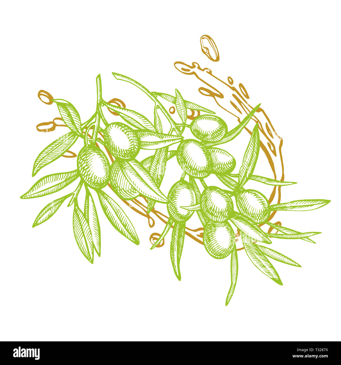 Un ramo di olive mature è succosa versata con olio. Mercato degli Agricoltori menu design. Alimenti biologici poster. Mano Vintage bozzetto illustrazione. Grap lineare Foto Stock