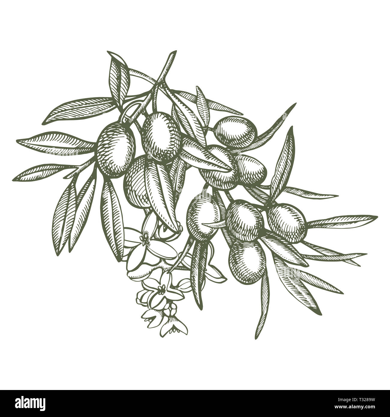 Un ramo di olive mature è succosa versata con olio. Mercato degli Agricoltori menu design. Alimenti biologici poster. Mano Vintage bozzetto illustrazione. Grap lineare Foto Stock