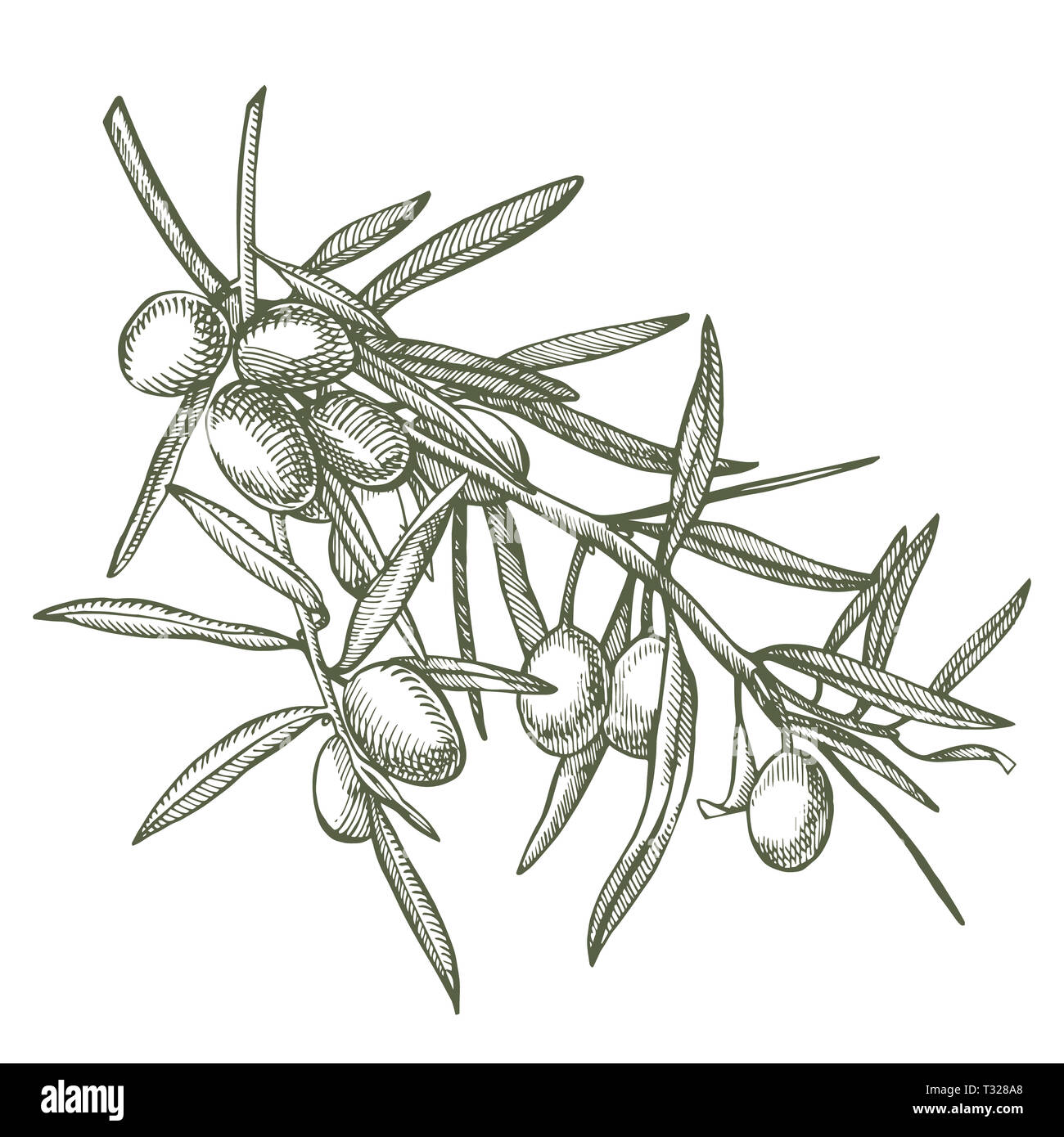 Un ramo di olive mature è succosa versata con olio. Mercato degli Agricoltori menu design. Alimenti biologici poster. Mano Vintage bozzetto illustrazione. Grap lineare Foto Stock