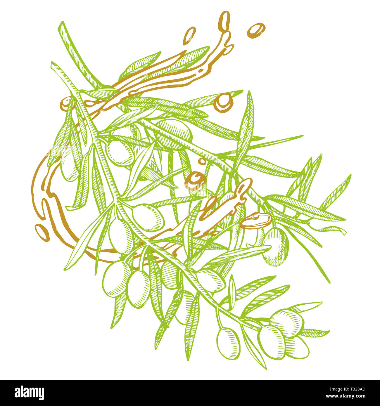 Un ramo di olive mature è succosa versata con olio. Mercato degli Agricoltori menu design. Alimenti biologici poster. Mano Vintage bozzetto illustrazione. Grap lineare Foto Stock