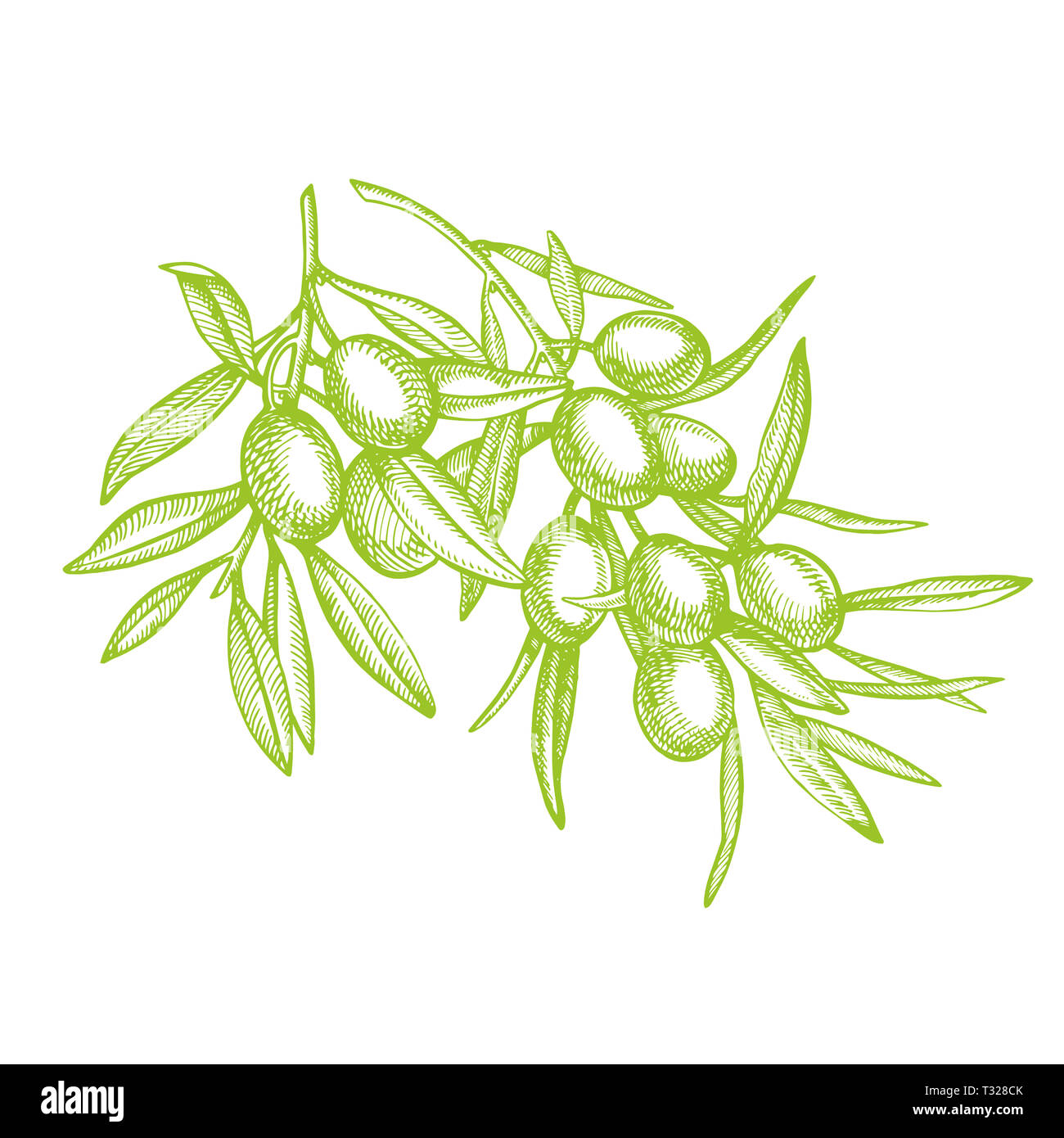 Un ramo di olive mature è succosa versata con olio. Mercato degli Agricoltori menu design. Alimenti biologici poster. Mano Vintage bozzetto illustrazione. Grap lineare Foto Stock
