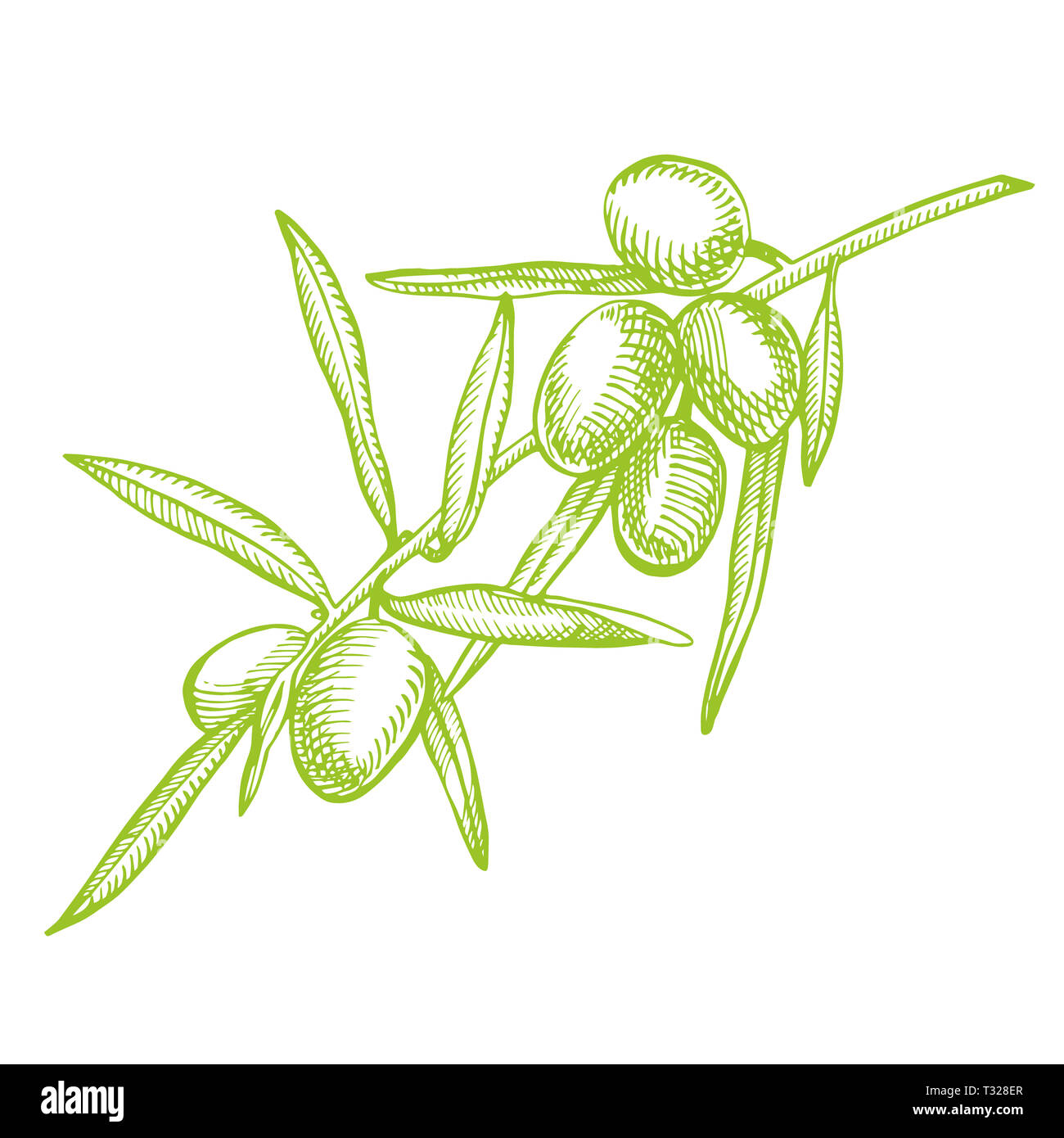 Un ramo di olive mature è succosa versata con olio. Mercato degli Agricoltori menu design. Alimenti biologici poster. Mano Vintage bozzetto illustrazione. Grap lineare Foto Stock