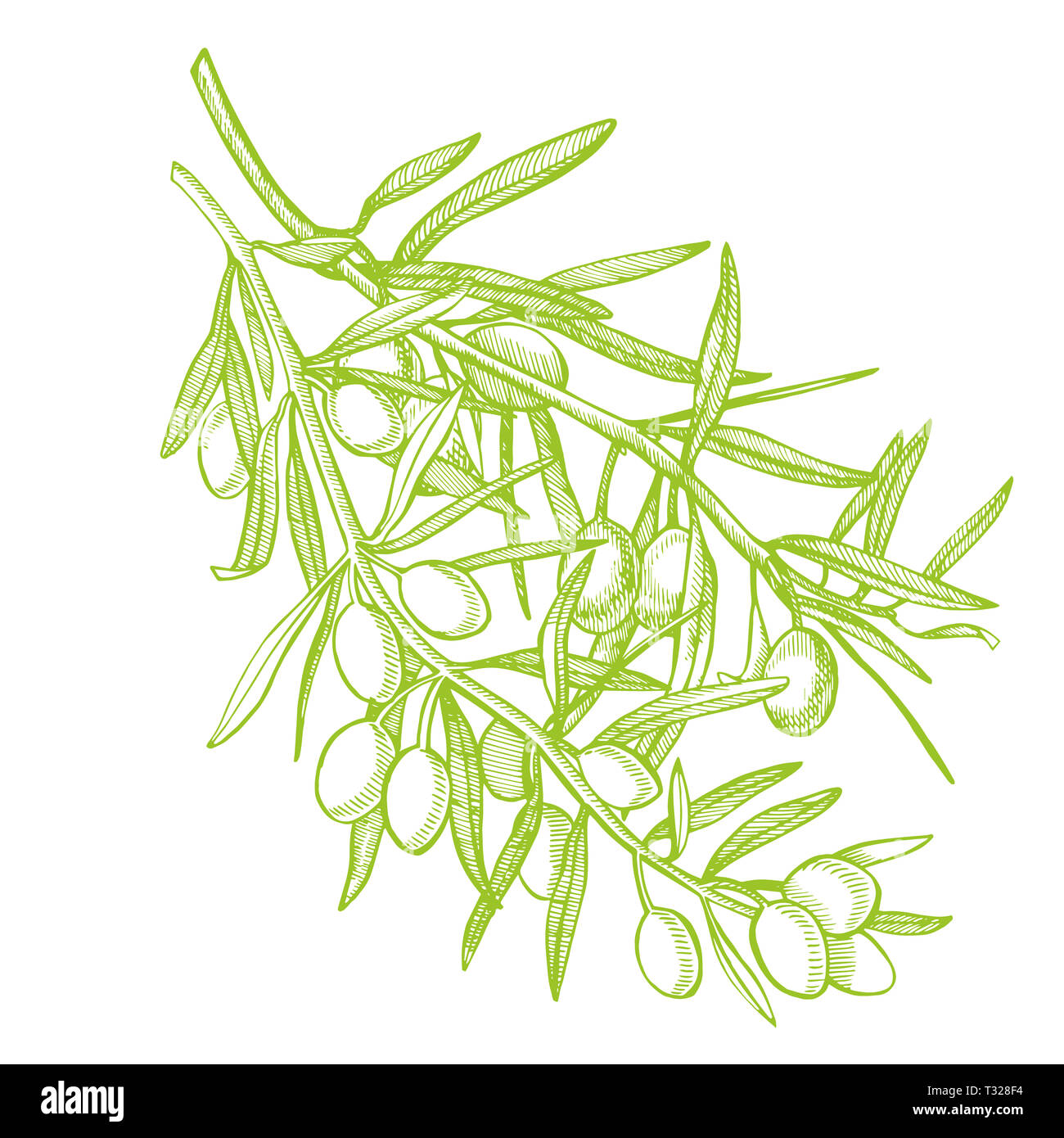 Un ramo di olive mature è succosa versata con olio. Mercato degli Agricoltori menu design. Alimenti biologici poster. Mano Vintage bozzetto illustrazione. Grap lineare Foto Stock