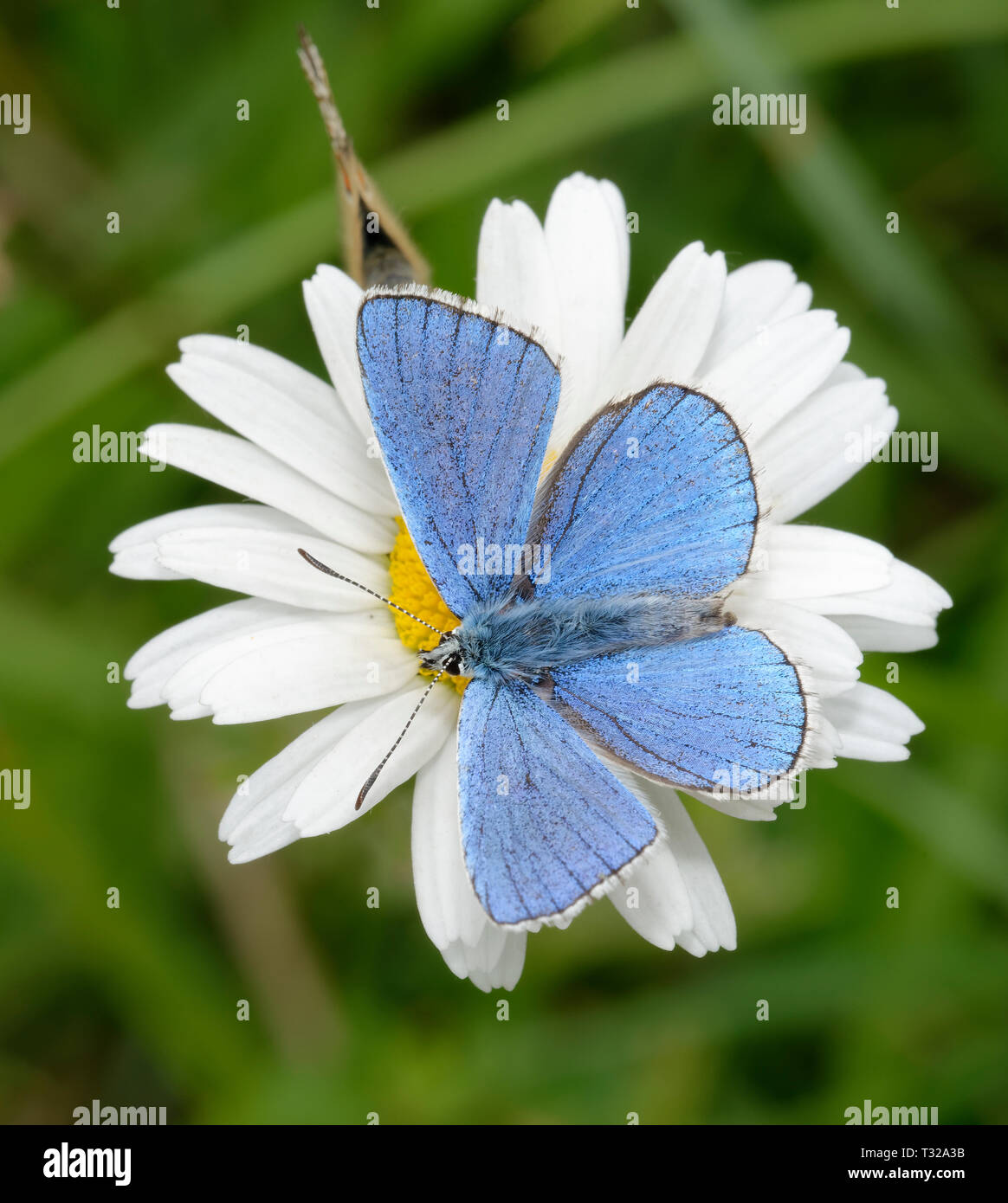 Adonis Blue Butterfly - Lysandra bellargus maschio su Oxeye Daisy - Leucanthemum vulgare con femmina al di sotto di Foto Stock