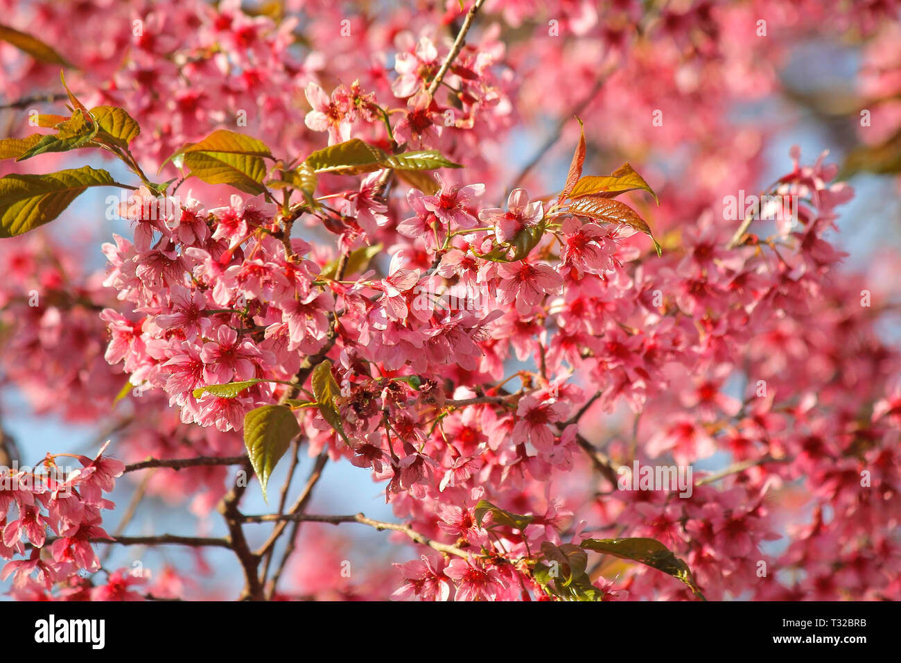 Wild himalayan ciliegia, closeup di Thai sakura flower Foto Stock