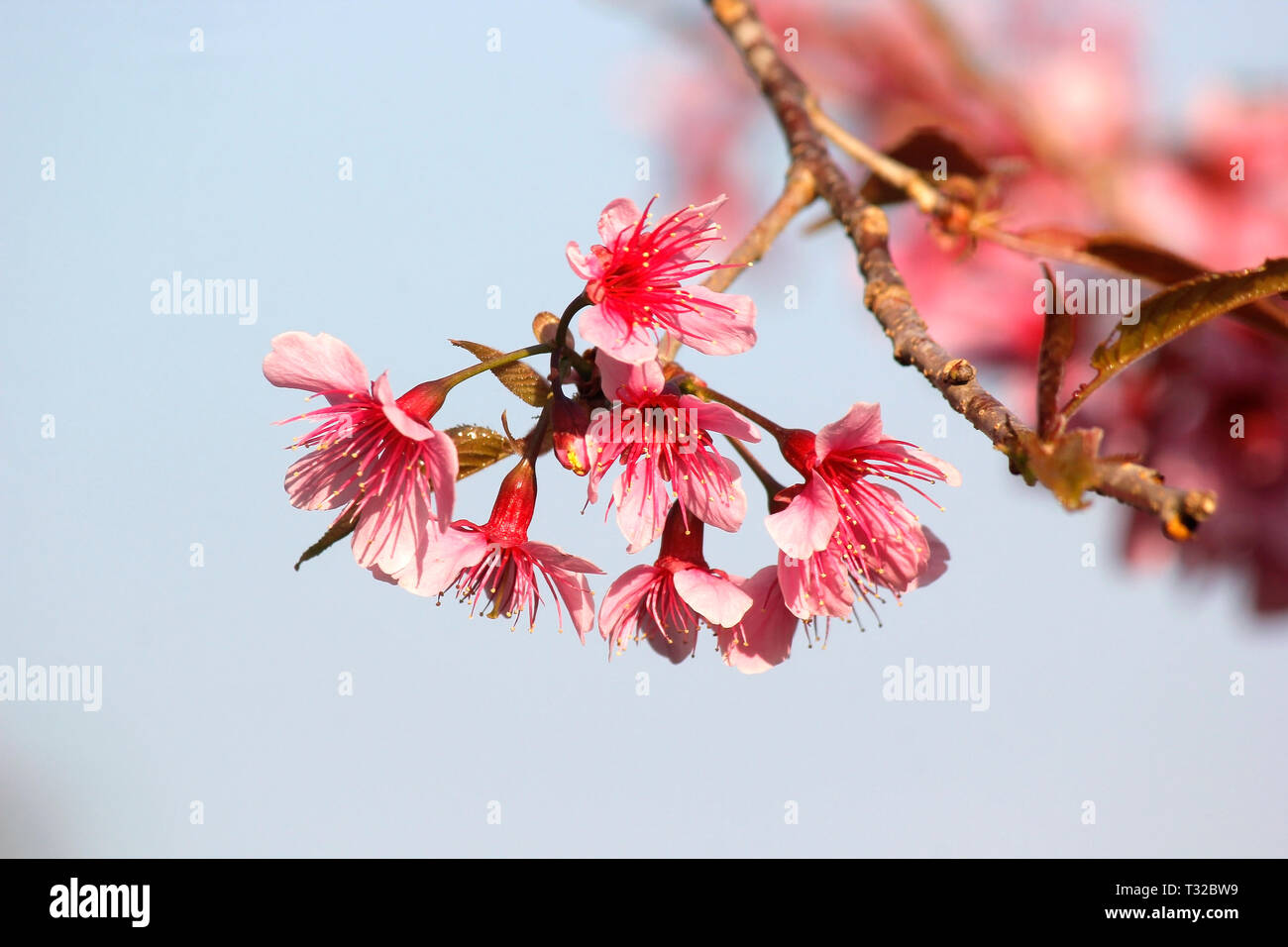 Wild himalayan ciliegia, closeup di Thai sakura flower Foto Stock