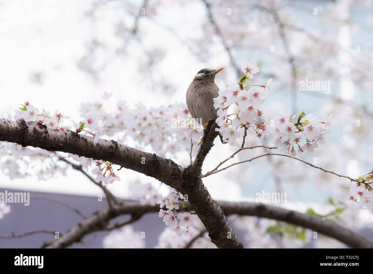 Un uccello di Starling da soli dei fiori di ciliegio in Tokyo. Foto Stock