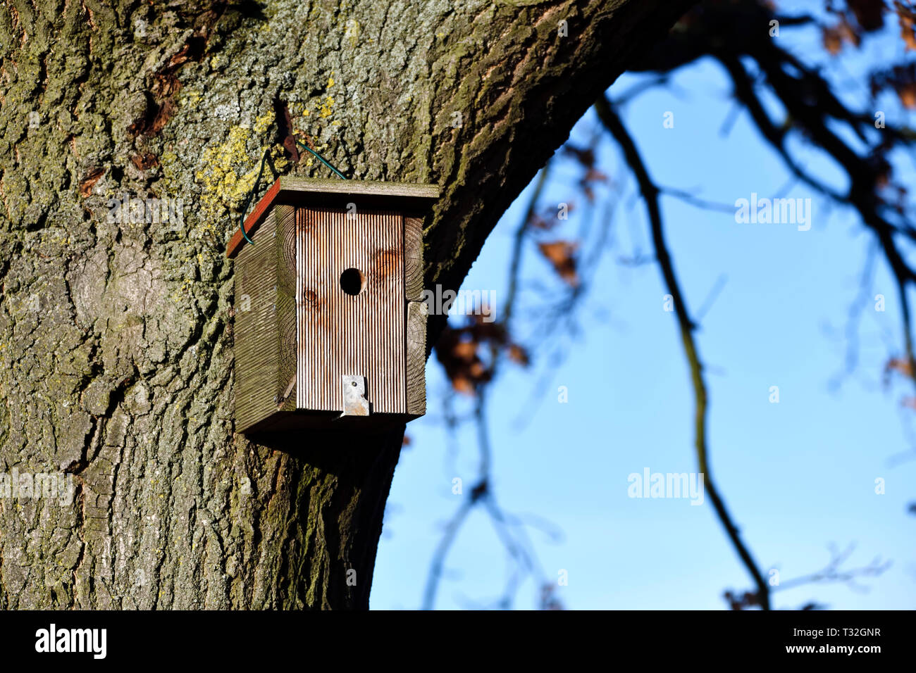 Scatola di nidificazione in un albero, Nistkasten un einem Baum Foto Stock