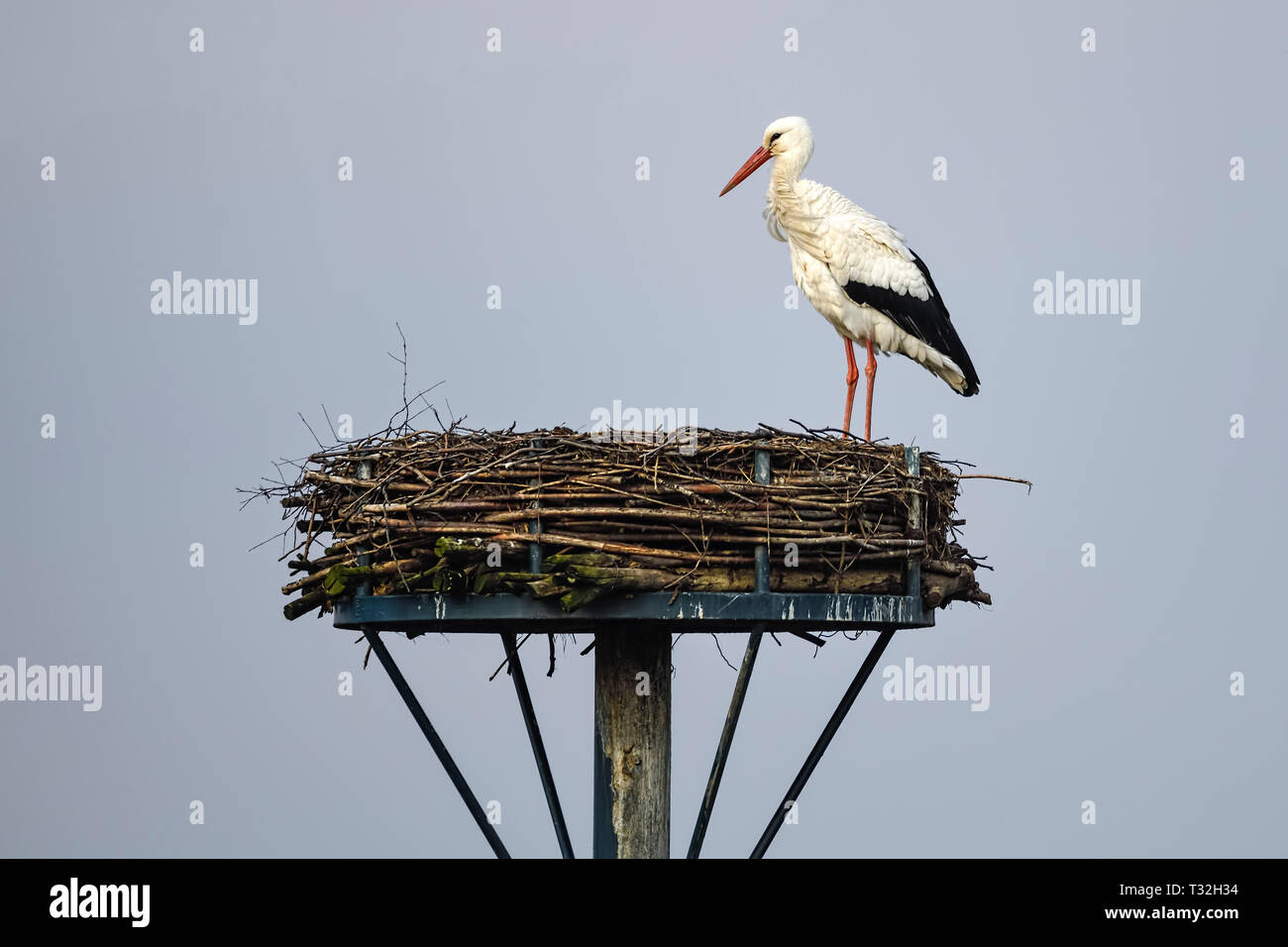 Prima di rimpatriare dai Winter Quarters in febbraio: cicogna bianca (Ciconia ciconia) Rudi sul suo nido in Kirchwerder, Amburgo, Germania, Erster Rüc Foto Stock