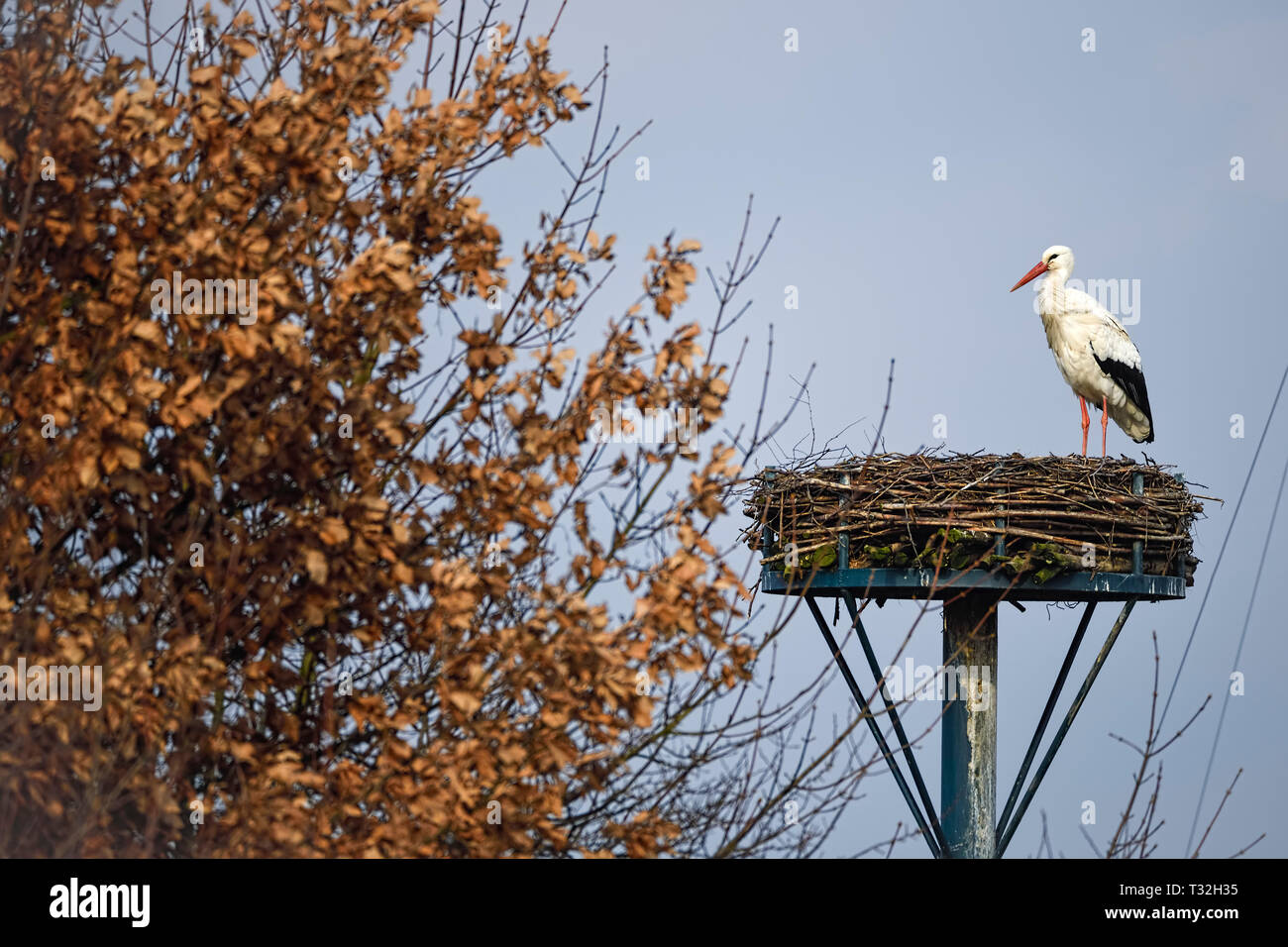 Prima di rimpatriare dai Winter Quarters in febbraio: cicogna bianca (Ciconia ciconia) Rudi sul suo nido in Kirchwerder, Amburgo, Germania, Erster Rüc Foto Stock