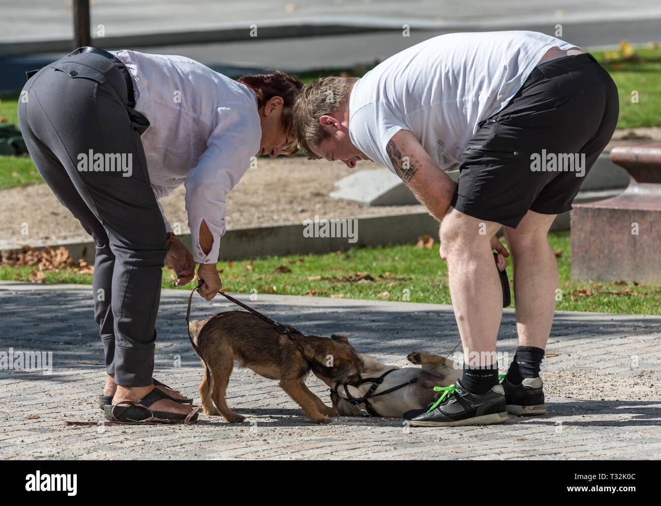 Due amici a guardare i loro terrier Cani giocando al sole a Sankt Annae Plads in Copenhagen Foto Stock