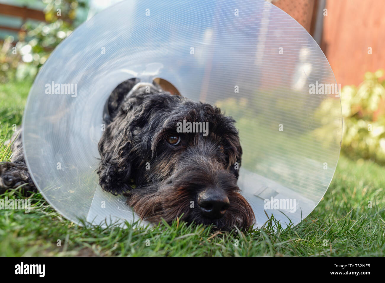 Cane nero indossando Elizabethan collare. Foto Stock