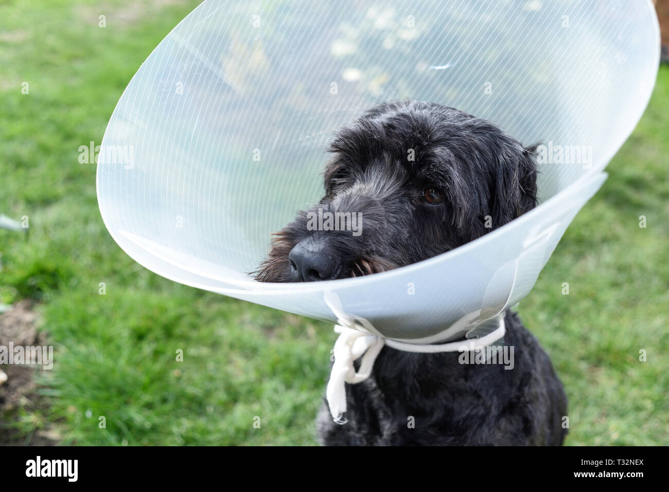 Cane nero indossando Elizabethan collare. Foto Stock