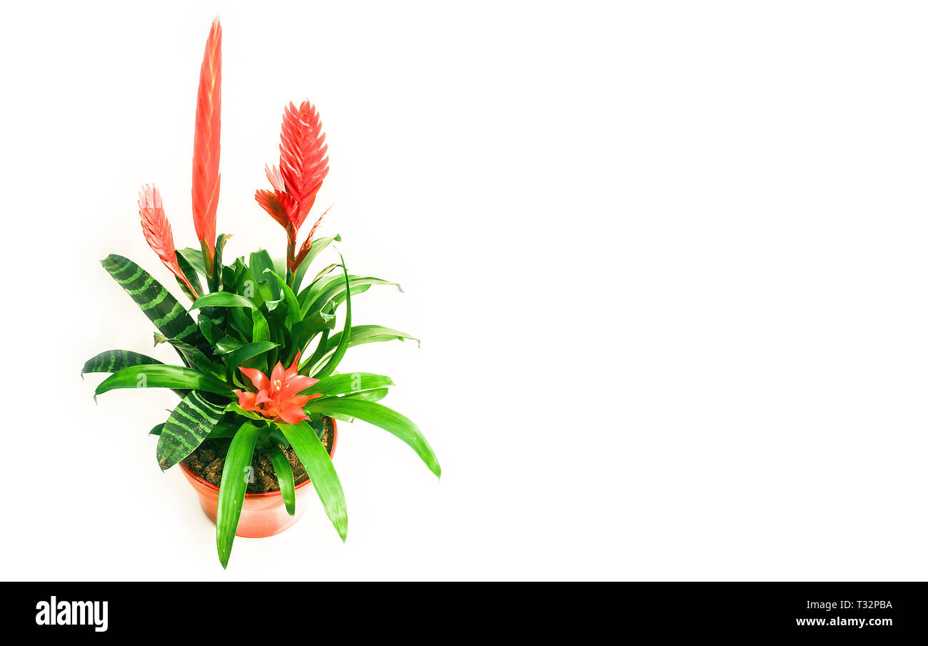 Vriesia Splenriet; impianto bromelian Foto Stock