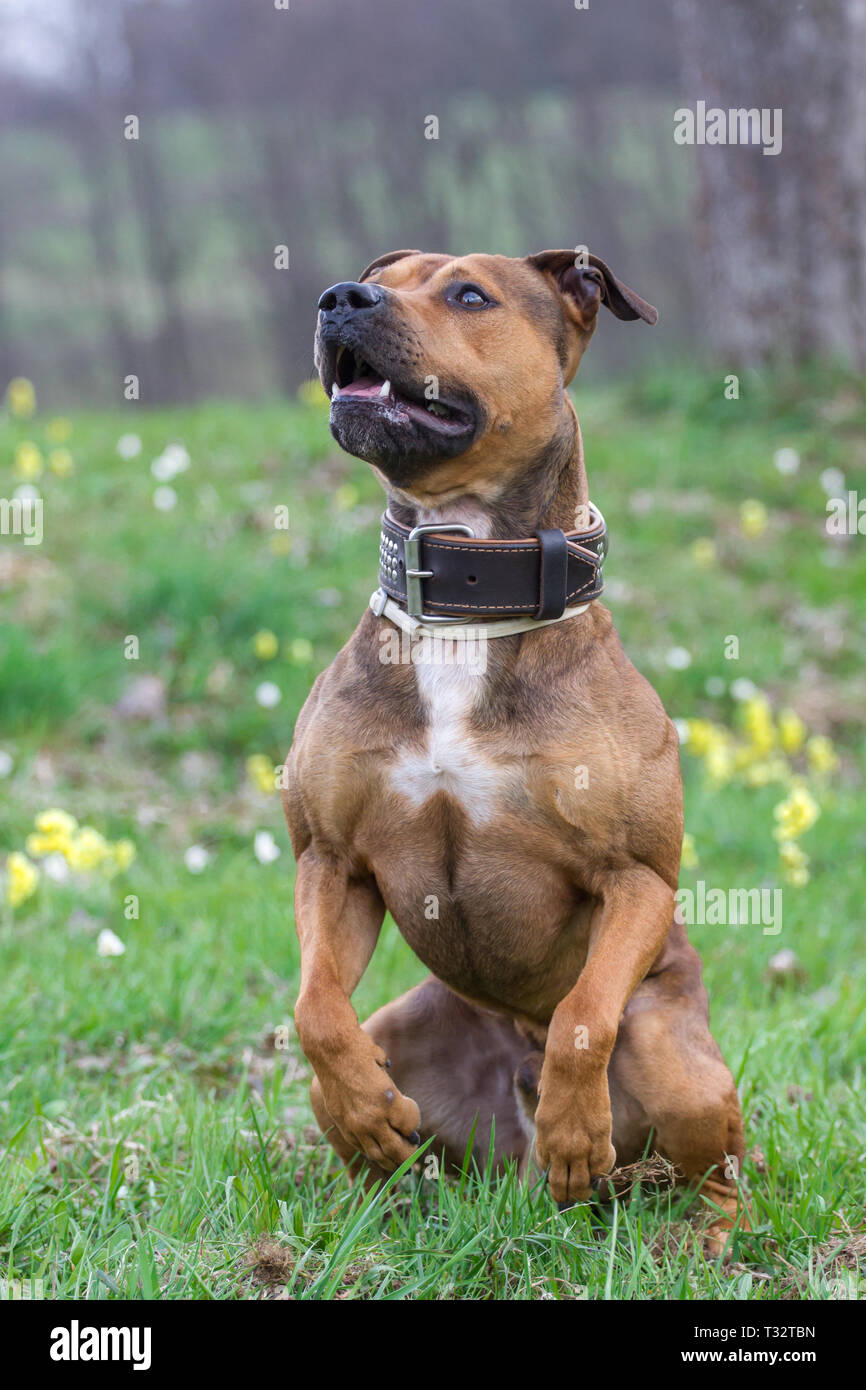 L'American Pit Bull Terrier Foto Stock