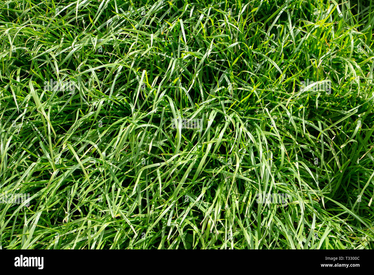 Dactylis erba è molto persistente erba perenne che sopporta condizioni di asciutto, moderata la fertilità del suolo, attacco di insetto e set di continuo calza Foto Stock