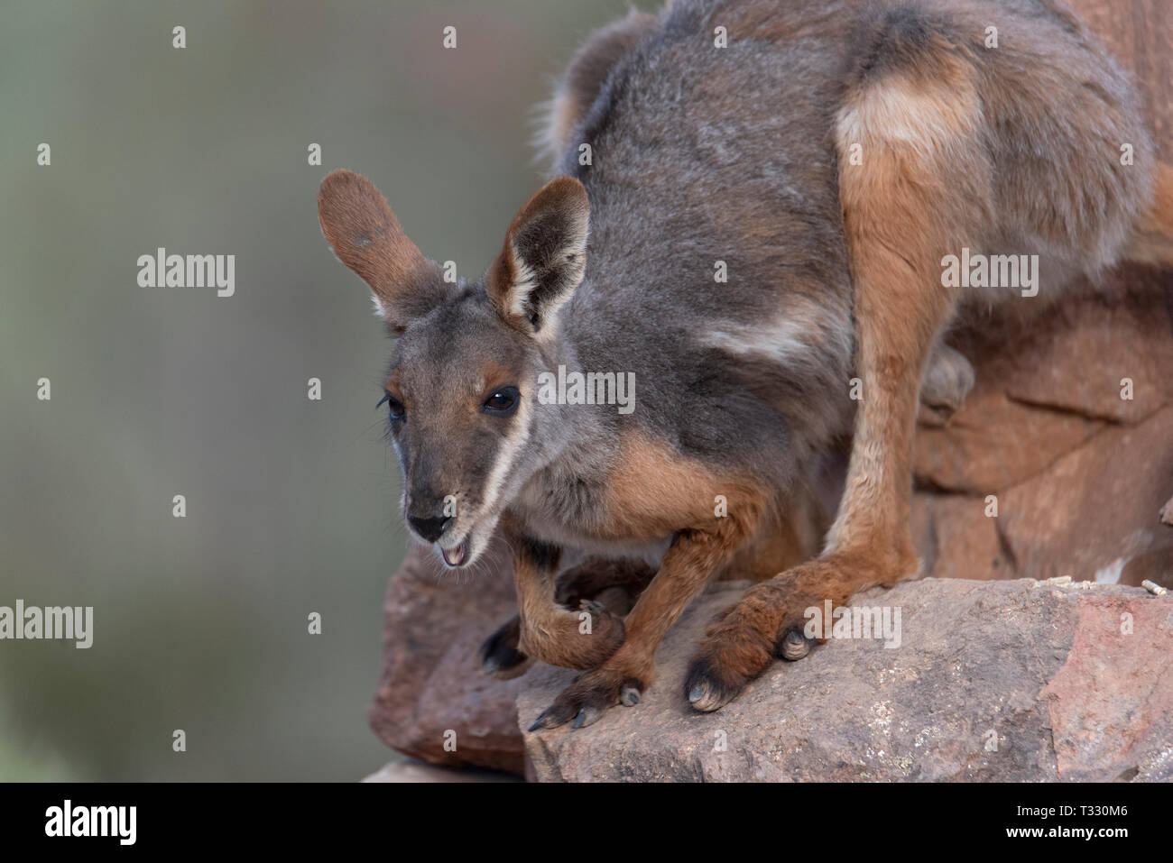 Giallo footed rock wallaby, appena piedi grandi e un viso carino. Arkaroola, SA, Australia. Foto Stock