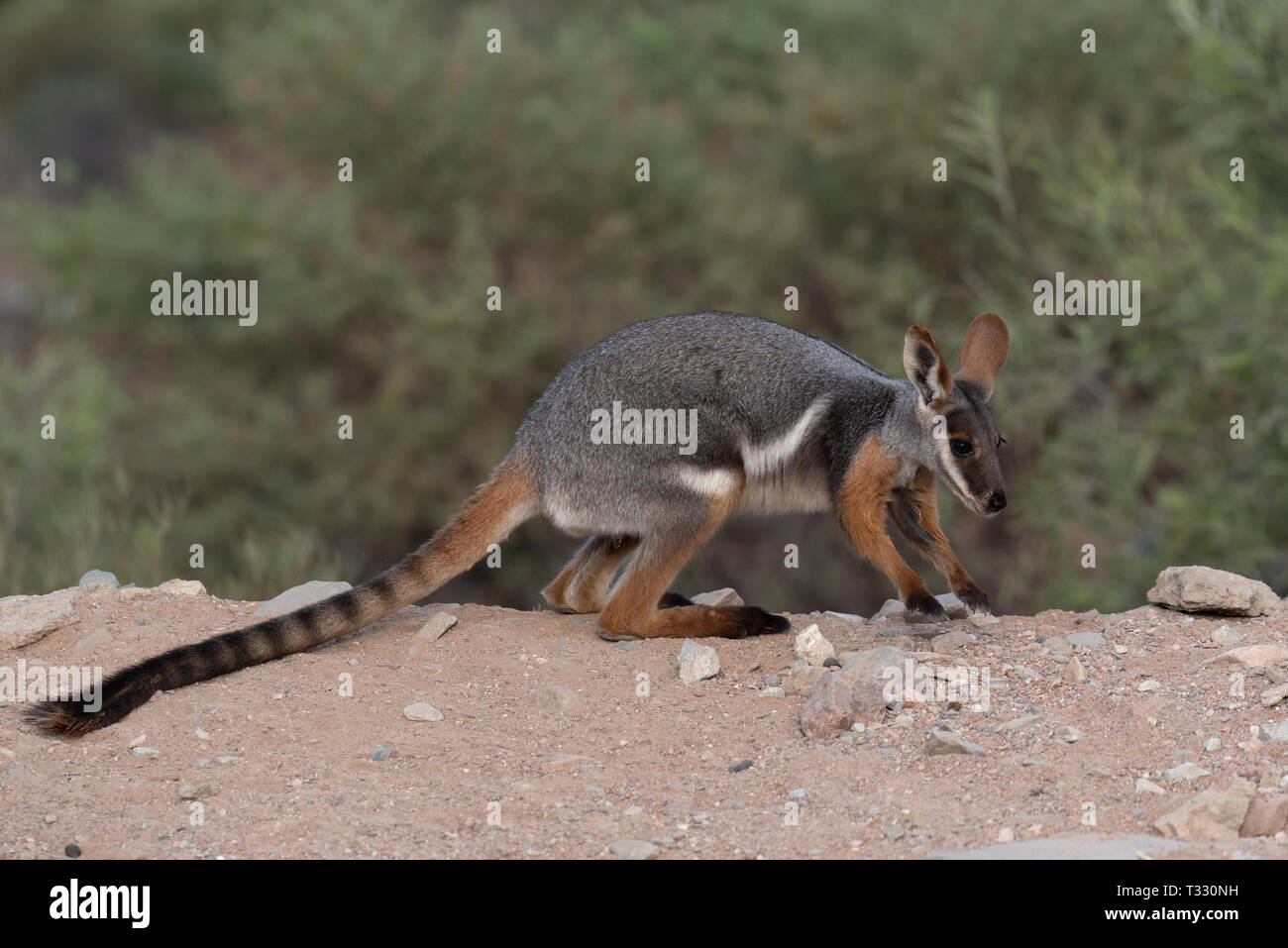 Giallo footed rock wallaby, Arkaroola, SA, Australia. Foto Stock