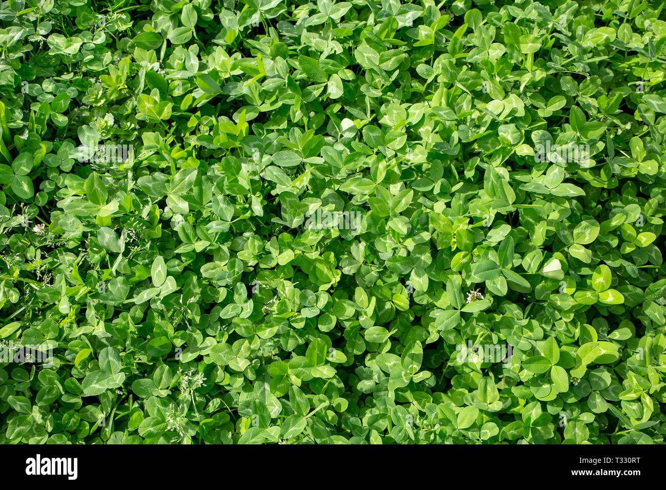 Trifoglio rosso coltivato in pascoli come nutriente stock denso di cibo e utile per migliorare i terreni nelle aziende agricole Foto Stock
