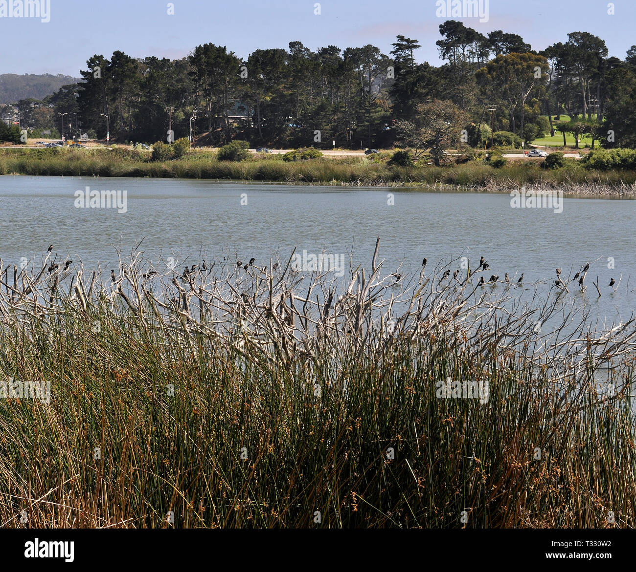 Cormorani sul parzialmente sommerso alberi nel lago Merced a San Francisco, California Foto Stock