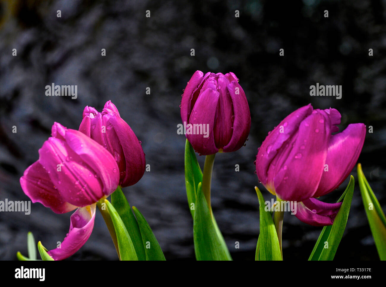 Primavera nel Midwest Foto Stock