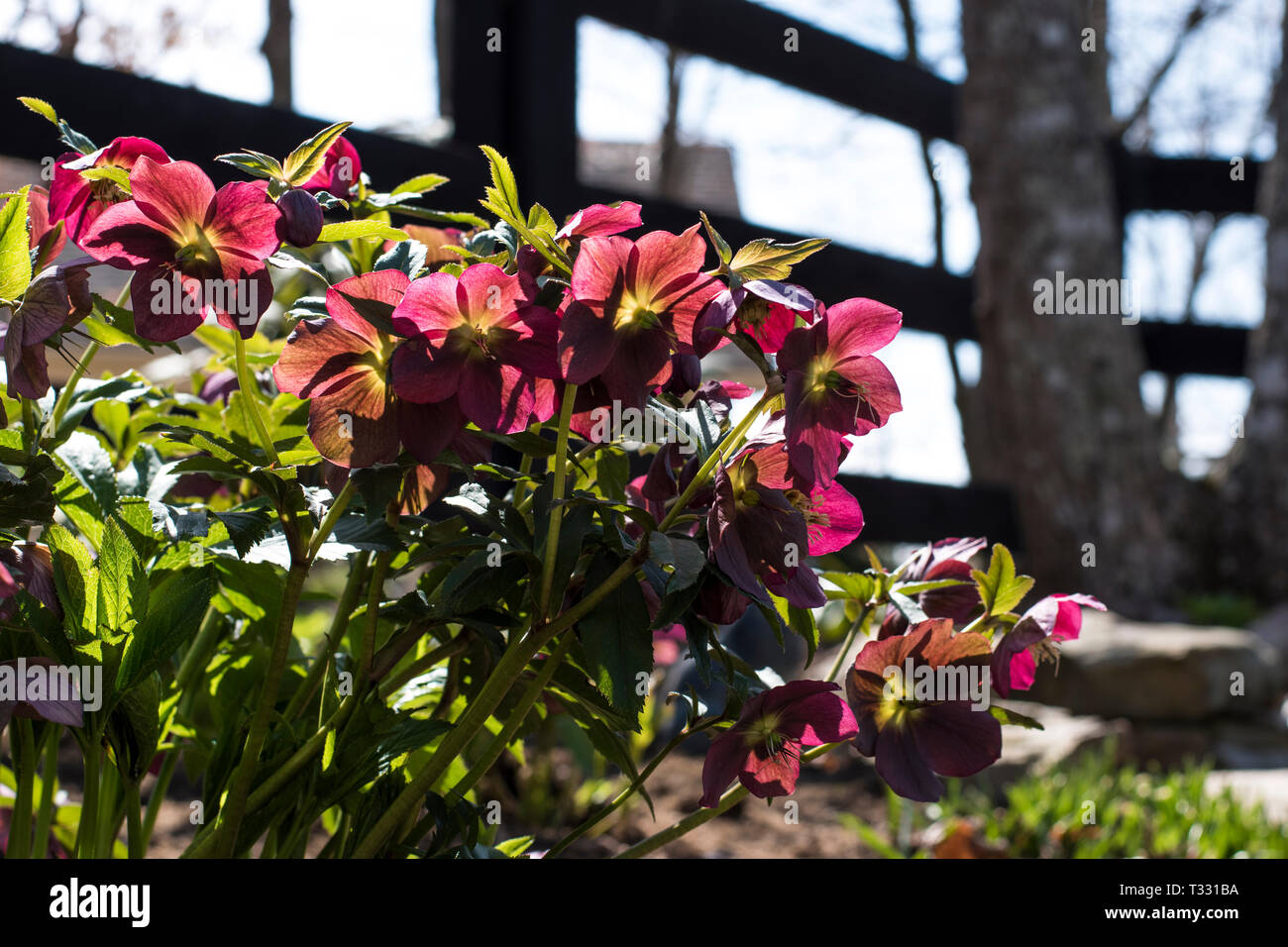 Per la Quaresima la fioritura delle rose all'aperto sulla giornata di sole in primavera Foto Stock