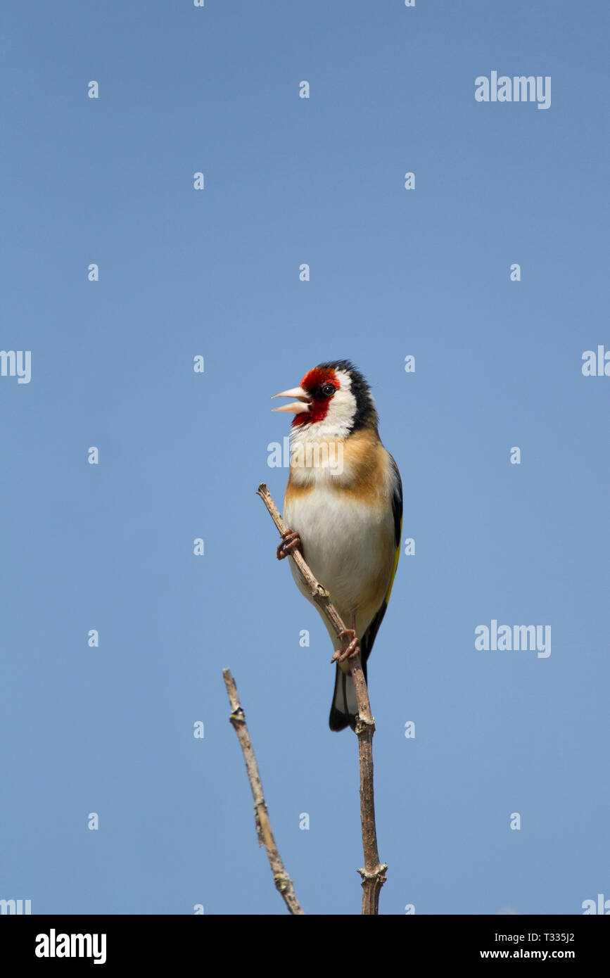 Cardellino, Carduelis carduelis, singolo adulto a cantare. Presa può. Minsmere, Suffolk, Regno Unito. Foto Stock