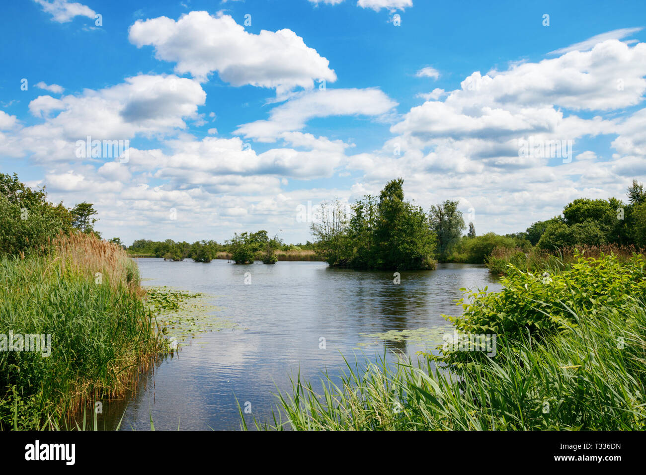 In tipico stile olandese piatto paesaggio delle zone umide zone umide in una giornata di sole onder un cielo blu con nuvole. Maarsseveen, Paesi Bassi. Foto Stock